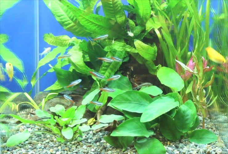水草の茂みを泳ぐネオンテトラの仲間と小型熱帯魚の群れ