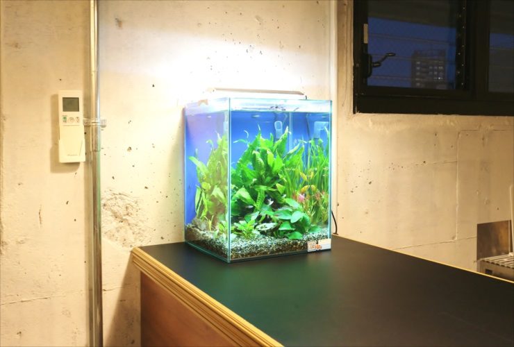 コンクリート壁の部屋に置かれた水草の茂る小型水槽