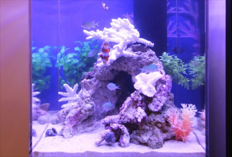 岩組とサンゴを配置した海水魚水槽を泳ぐ熱帯魚たち
