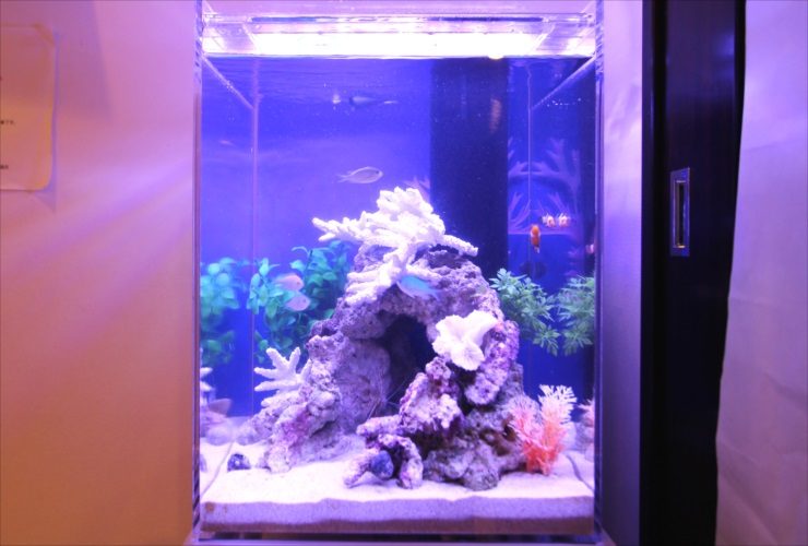 青い照明の海水魚水槽と白いサンゴのレイアウト