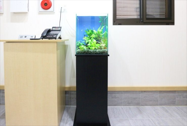 千葉県柏市　オフィスの受付に設置　2週間お試し水槽　設置事例のサムネイル画像