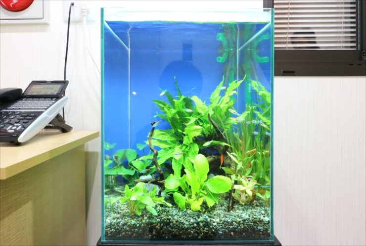 青い背景に水草と小型カラシンが泳ぐ縦長の水槽レイアウト