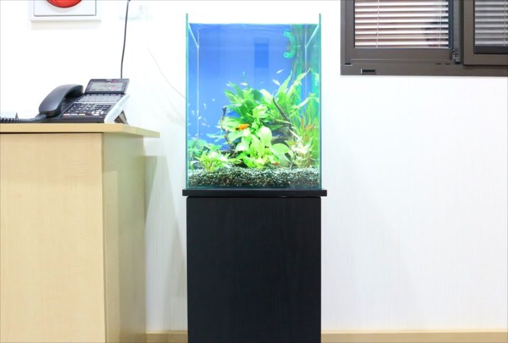 オフィスに設置された小型水草水槽と黒い水槽専用台