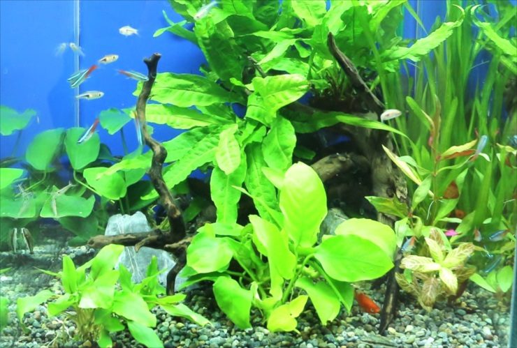 水草と流木を配置した水槽内を泳ぐネオンテトラの仲間