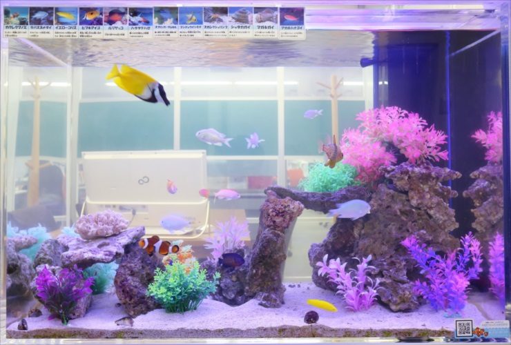 カラフルな人工水草と海水魚が泳ぐオフィス内の水槽