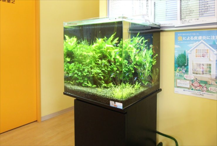 水草が茂るキューブ水槽と黒い専用水槽台の設置例