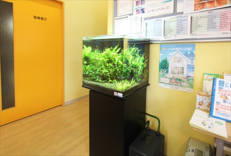 病院の待合室に設置された水草が茂るキューブ水槽