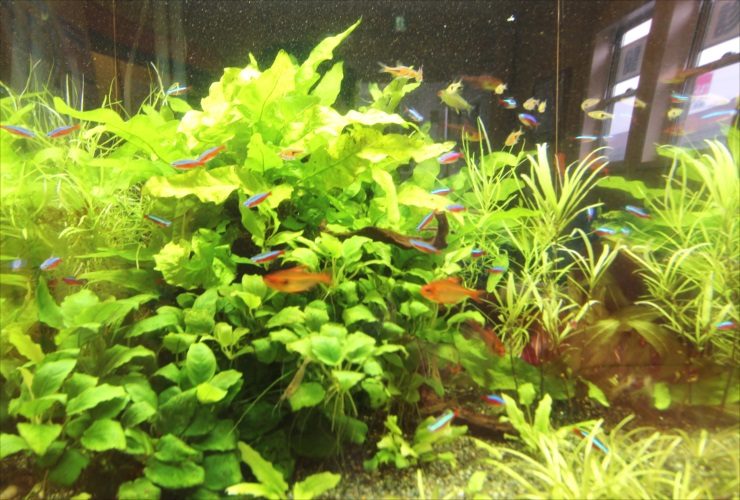 水草が茂る水槽内を泳ぐネオンテトラの仲間と小型魚