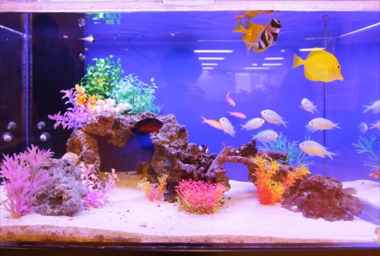 練馬区 特別養護老人ホーム 90cm海水魚水槽 レンタル事例 水槽画像3