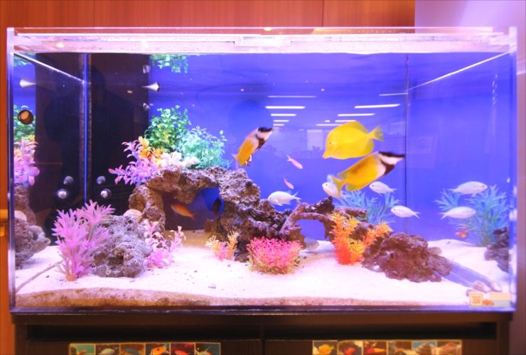 黄色い海水魚と人工水草を配置した青い背景の水槽