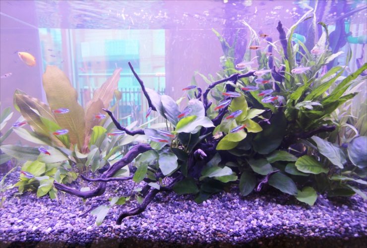 流木と水草に群れるネオンテトラの仲間の水槽レイアウト