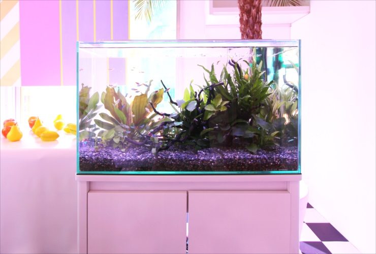 水草と流木を配置した白い水槽台のネイチャーアクアリウム