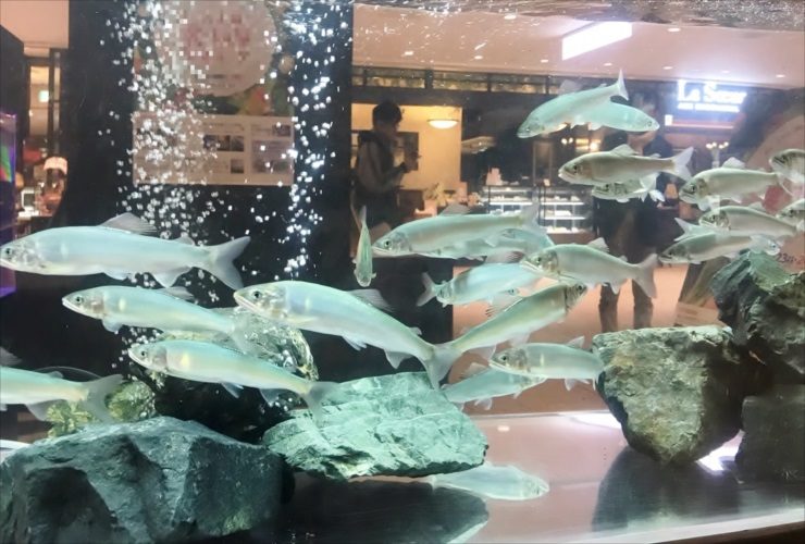 海鮮食材水槽