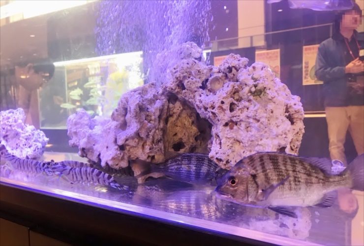 岩組とエアレーションのある水槽を泳ぐ鯛と車海老