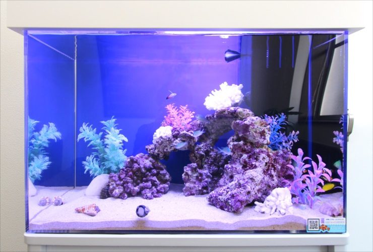 青い照明の海水魚水槽とライブロックのレイアウト