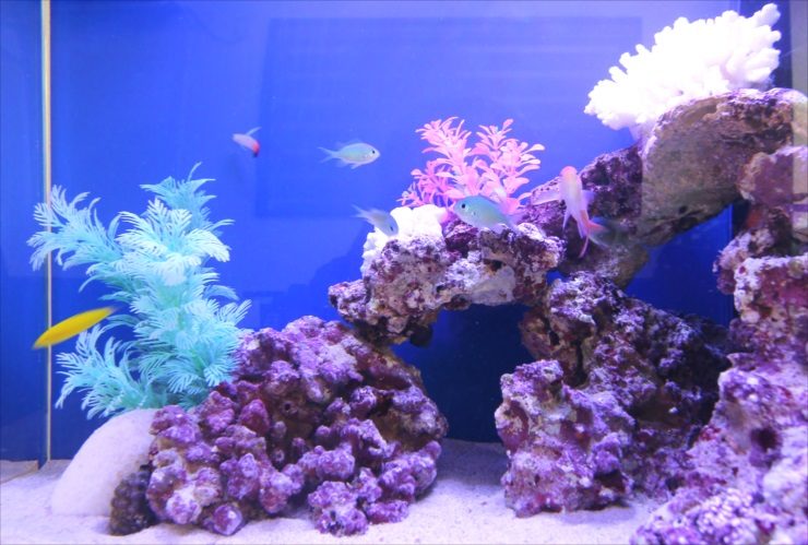 青い背景の水槽を泳ぐ海水魚とライブロックのレイアウト