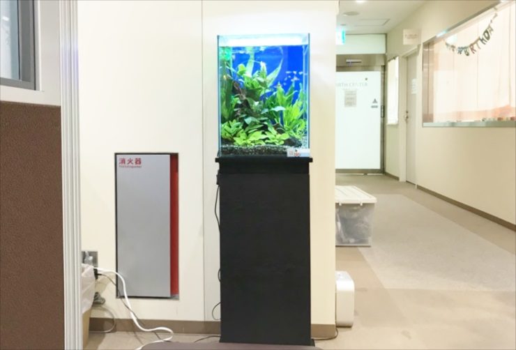 施設通路の壁際に設置された水草の小型水槽と黒い水槽台