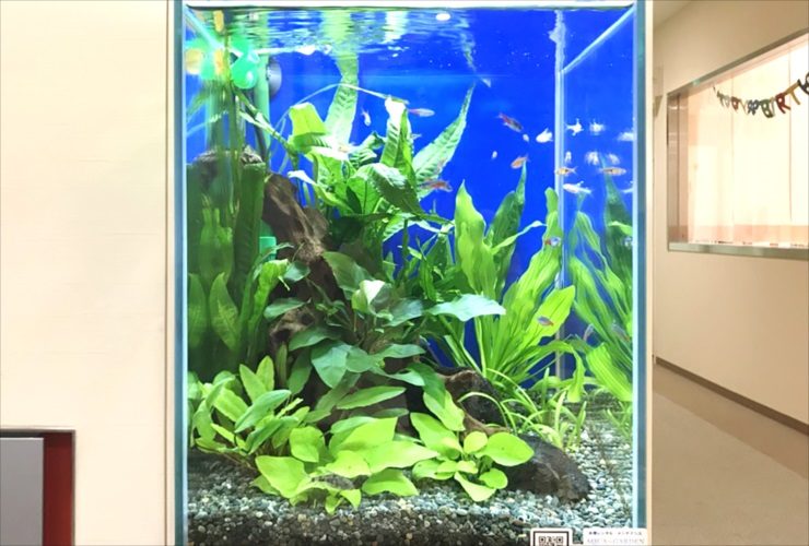 青い背景に流木と水草を配置した熱帯魚水槽の正面写真