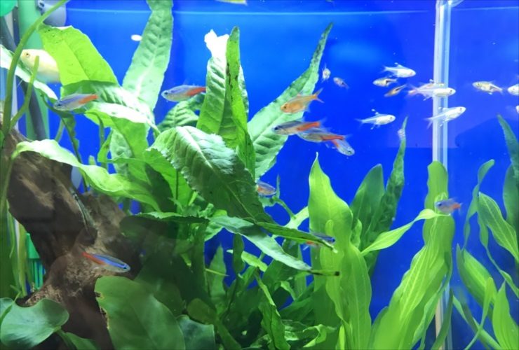 水草とネオンテトラの仲間が泳ぐ青い背景の水槽