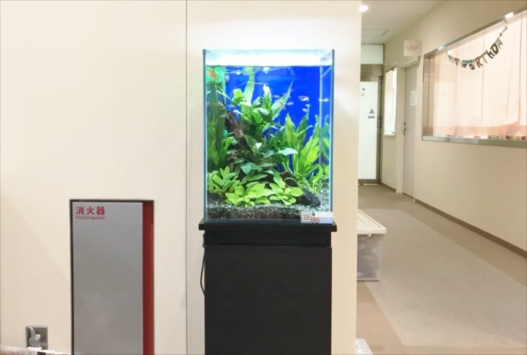 廊下に設置された水草と小型カラシンが泳ぐ縦長の水槽