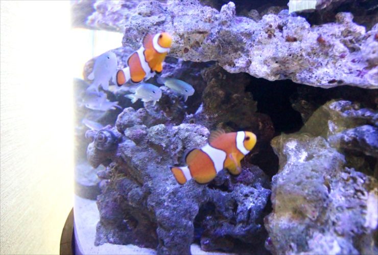 受付で見やすく設計した、内科皮膚科の海水円柱水槽（受付まわりの色調と合わせた、特注の海水円柱水槽）