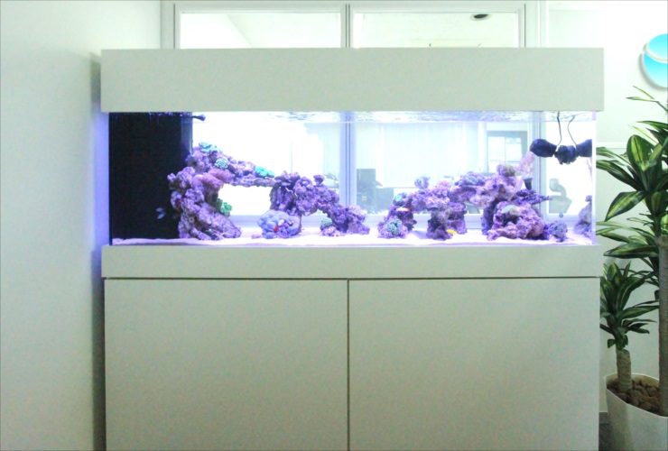 白い水槽台に設置された大型の海水魚用サンゴ水槽
