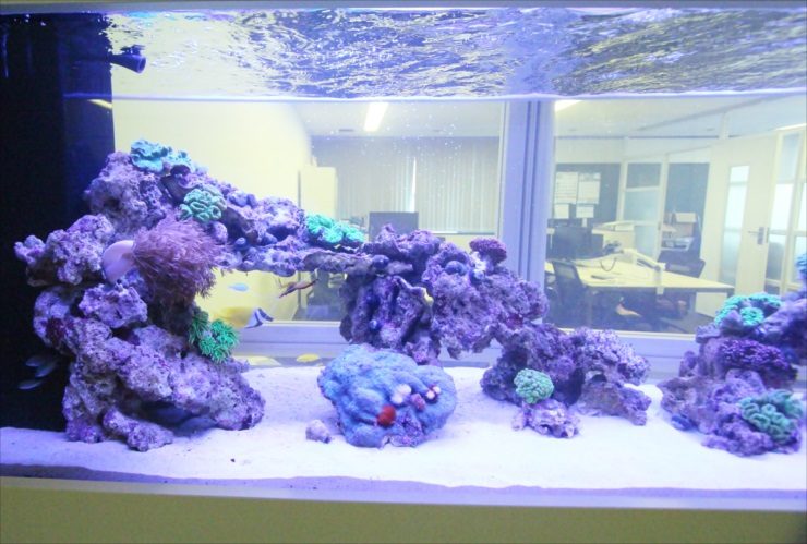 ライブロックを組んだサンゴ礁の海水魚水槽