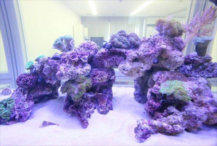 ライブロックを組んだサンゴ礁の海水魚水槽レイアウト