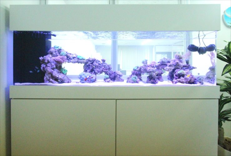 白い水槽台に設置された横長の海水魚水槽とライブロック
