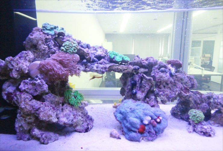 ライブロックを組んだサンゴ礁の海水魚水槽レイアウト