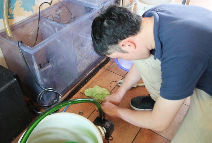 水槽の濾過槽横で作業を行うスタッフの姿