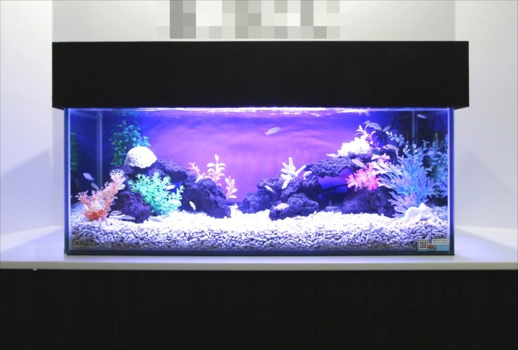 港区赤坂 オフィスのエントランス 90cm淡水魚水槽 レンタル事例 メイン画像