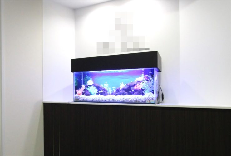 白い壁際に設置された青い照明の横長海水魚水槽