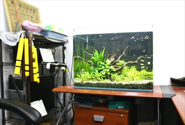 葛飾区 オフィス事務所 60cm淡水魚水槽 リニューアル・メンテナンス事例 メイン画像