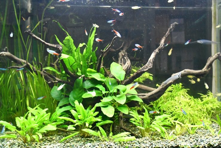 流木と水草に群れるネオンテトラの仲間の水槽内景