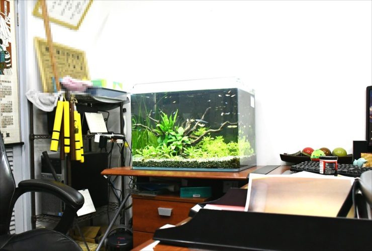 デスクに設置された水草と流木が並ぶ小型水槽の全景