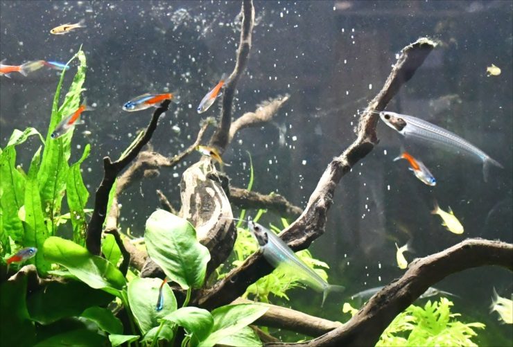 流木と水草の間に泳ぐネオンテトラの仲間と小型熱帯魚