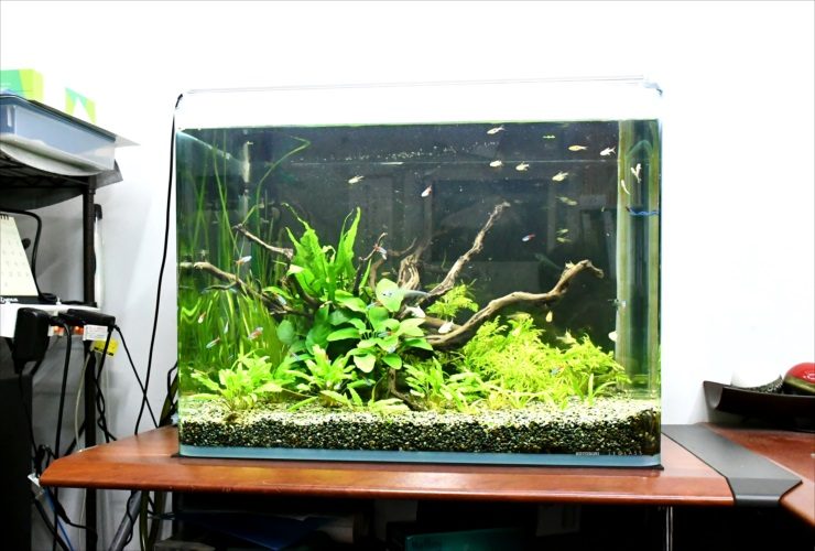 流木と水草を配置した小型魚が泳ぐ淡水水槽の全景
