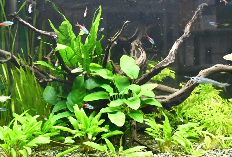 流木とアヌビアス類に群れるネオンテトラの仲間と水草水槽