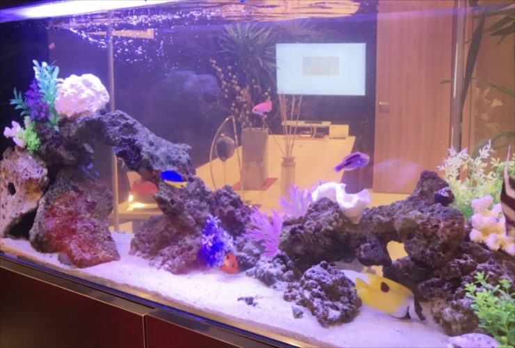 千代田区 オフィスのエントランスに設置 120cm海水魚水槽リース事例 現在の様子 水槽画像3