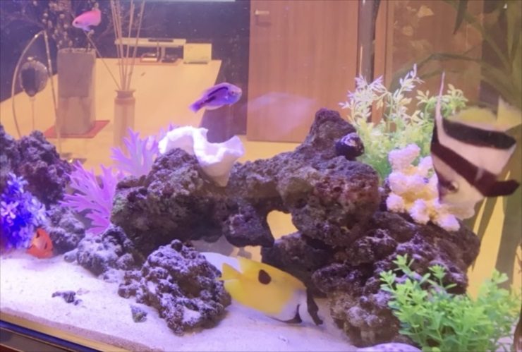 岩組と人工サンゴで飾られた海水魚水槽を泳ぐ熱帯魚たち