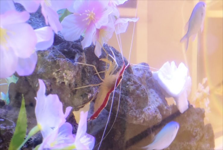 桜の造花と岩場にいるエビと青い熱帯魚の水槽内景観
