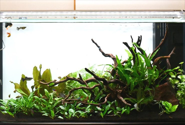 流木と水草を配置したグッピーが泳ぐ水槽レイアウト