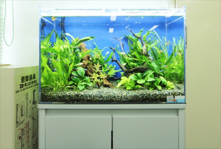 港区赤坂 オフィス事務所 60cm淡水魚水槽 水槽レンタル事例 水槽画像2