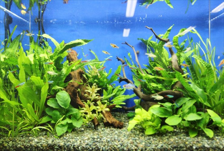 水草と流木を配置した水槽を泳ぐネオンテトラの仲間