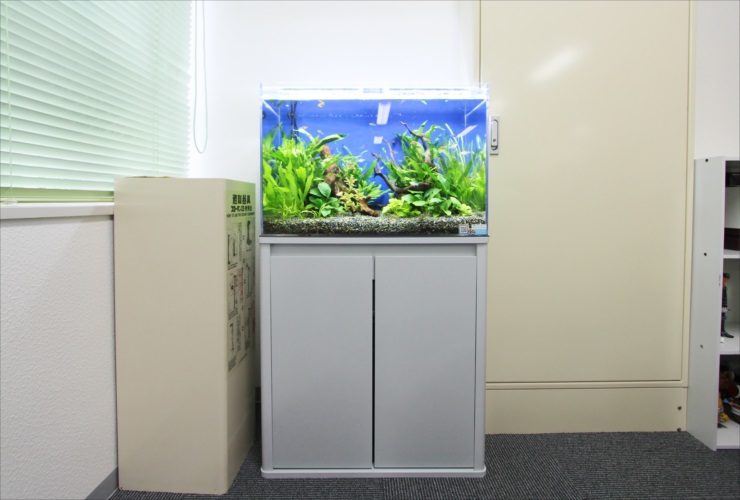 水槽台に設置された水草と流木の淡水熱帯魚水槽