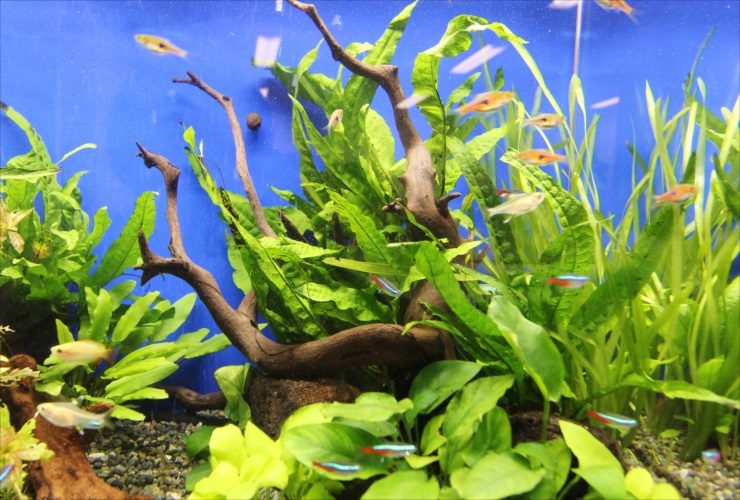 流木と水草に囲まれて泳ぐネオンテトラの仲間と小型魚
