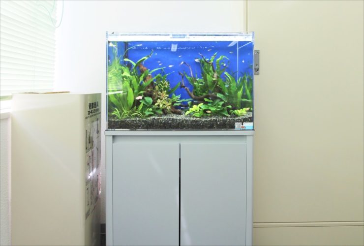 水草と小型カラシンが泳ぐ青い背景の熱帯魚水槽