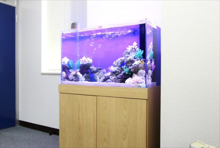 新宿 オフィス 水槽入替 90cm海水魚水槽 レンタル事例 メイン画像