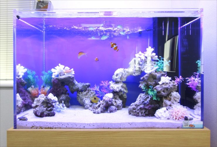 青い照明の海水魚水槽と泳ぐクマノミや岩のレイアウト